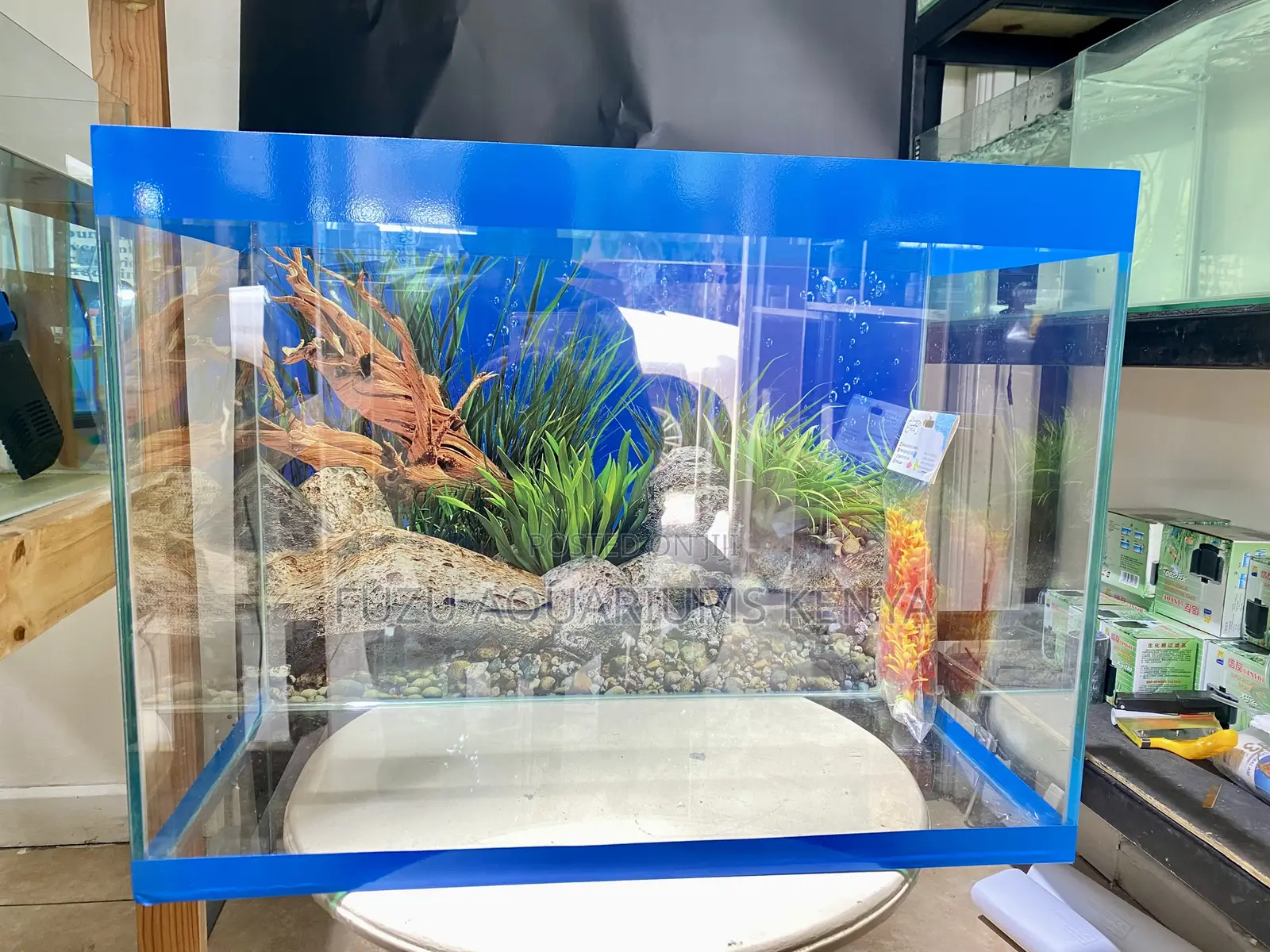 Stylish Blue-Trim Aquarium for Your Space