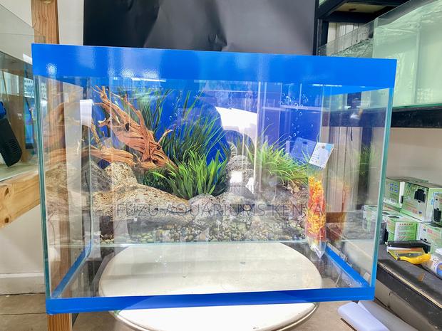Stylish Blue-Trim Aquarium for Your Space