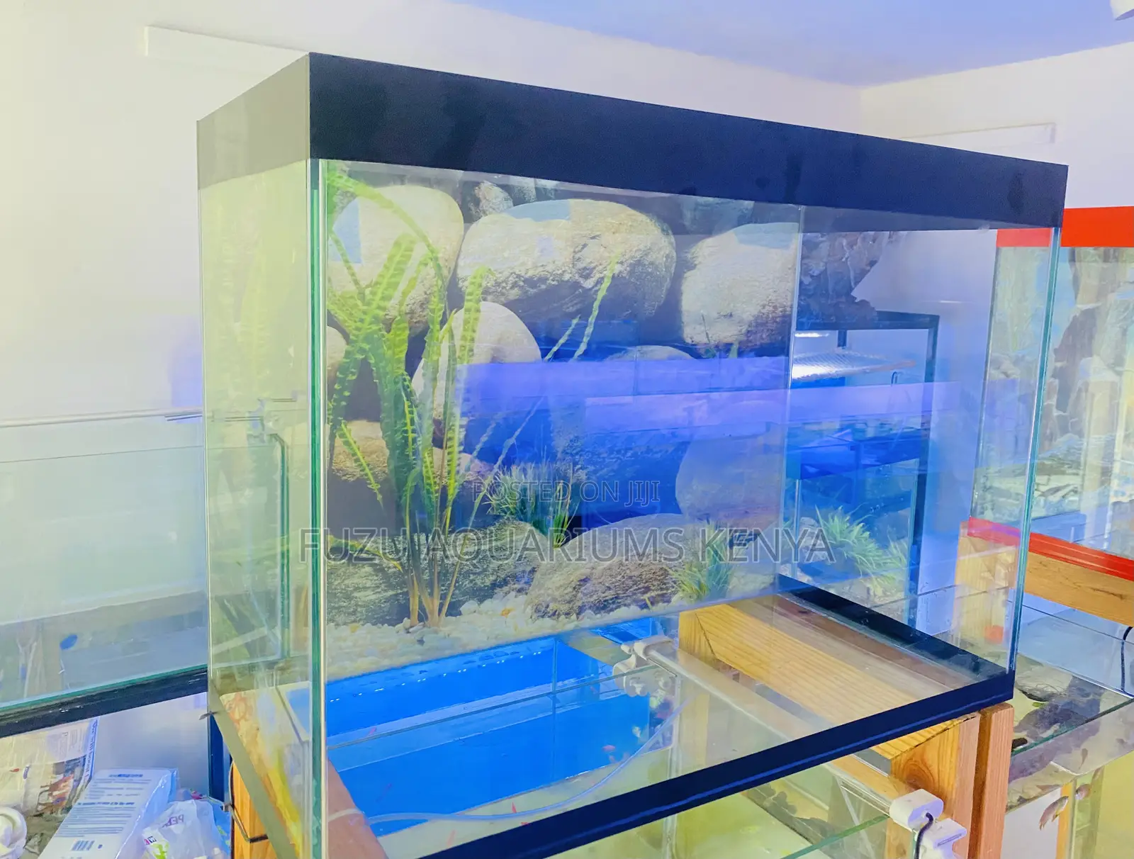 This Aquarium Is the Real Catch