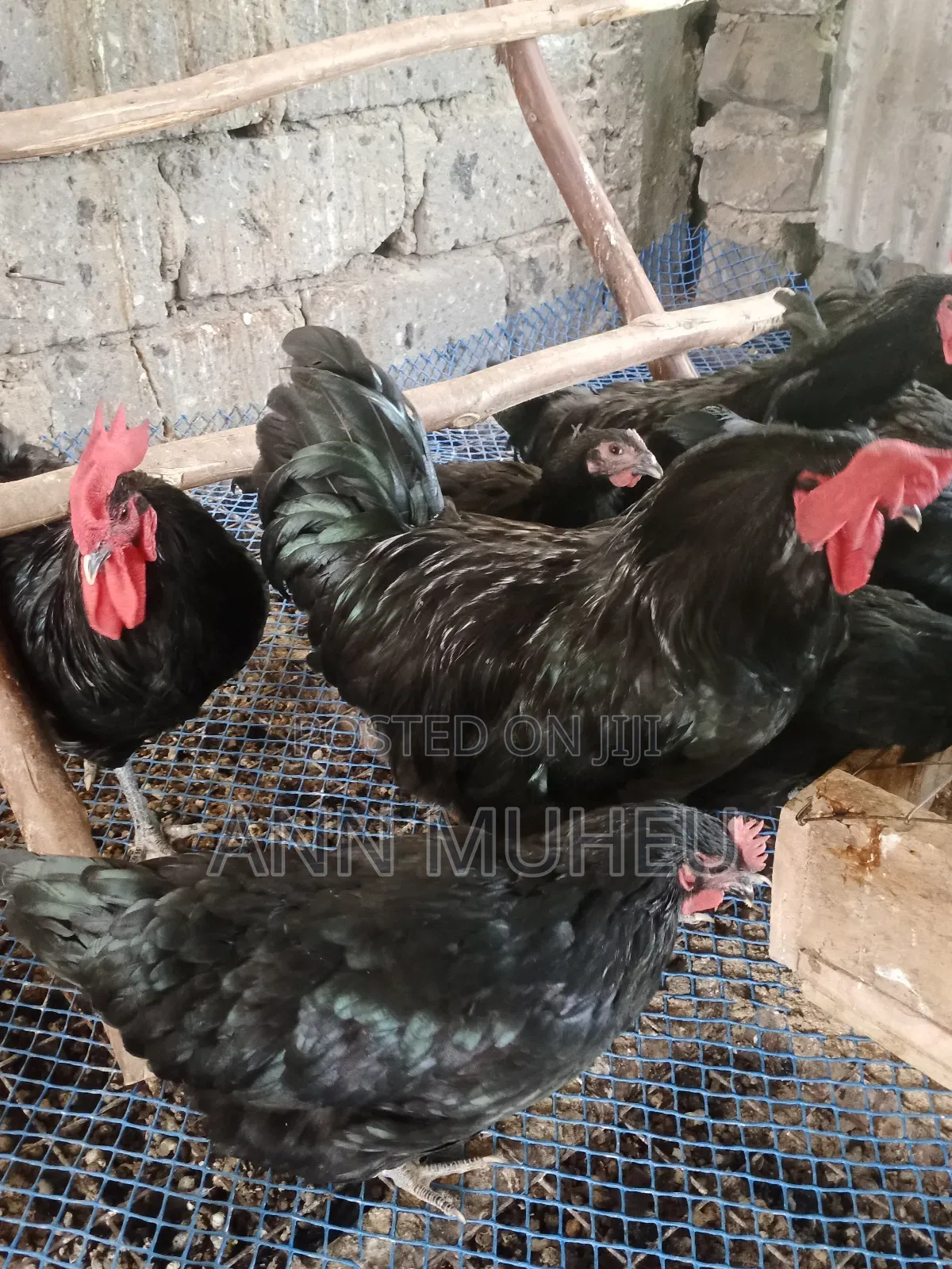Fresh Fertile Black Australorp Eggs