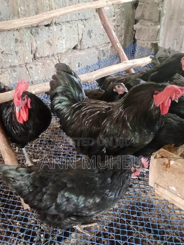 Fresh Fertile Black Australorp Eggs - main view