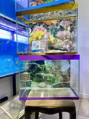 Upgrade Your Décor With an Aquarium Kit