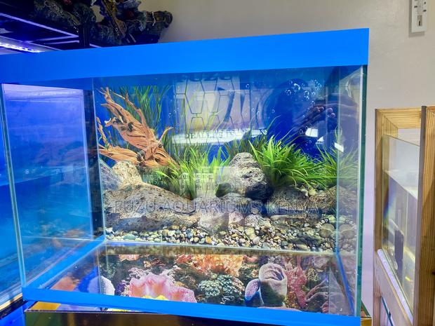 This Aquarium Setup Brings the Vibes - main view