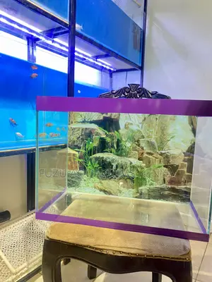All Gear Included – No Hidden Costs Purple Bordered Aquarium