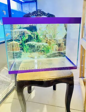 Vibrant Aquarium Setup to Elevate Your Mood