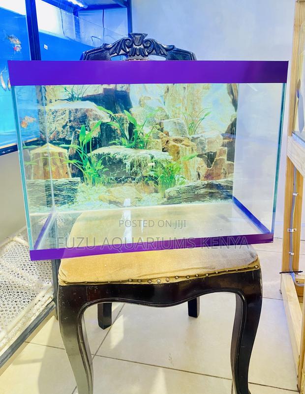 Vibrant Aquarium Setup to Elevate Your Mood