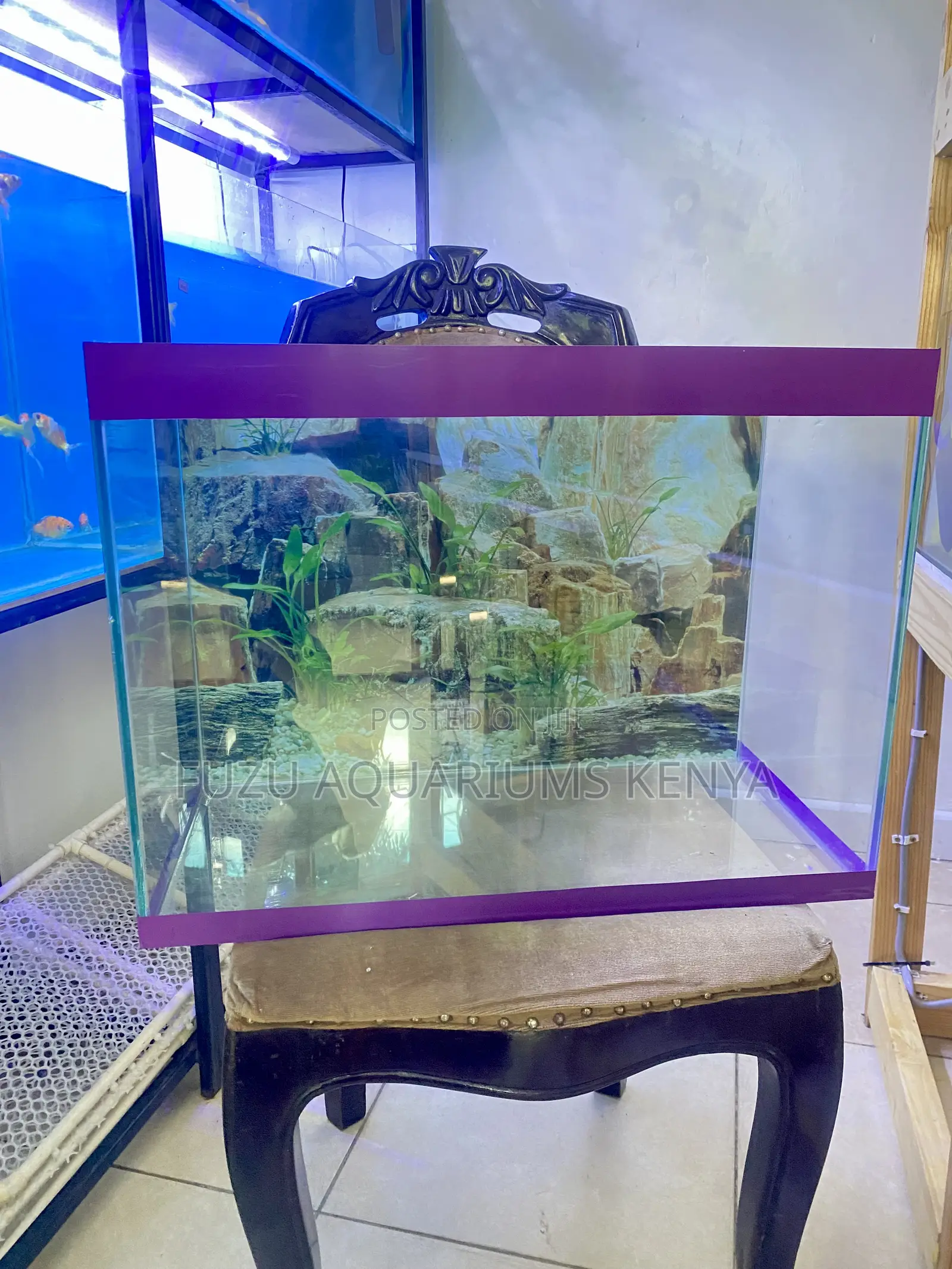 60 Litres Aquarium Perfect for Small Homes Big Hearts
