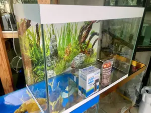 A Beautiful Aquarium, Ready for Action