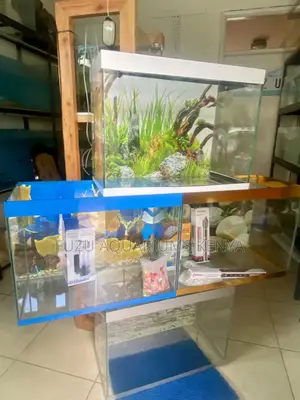 Beautiful Aquariums for Home or Office
