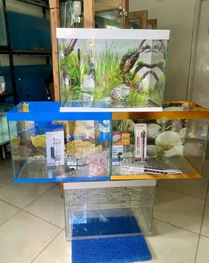 Transform Your Space With an Elegant Aquarium