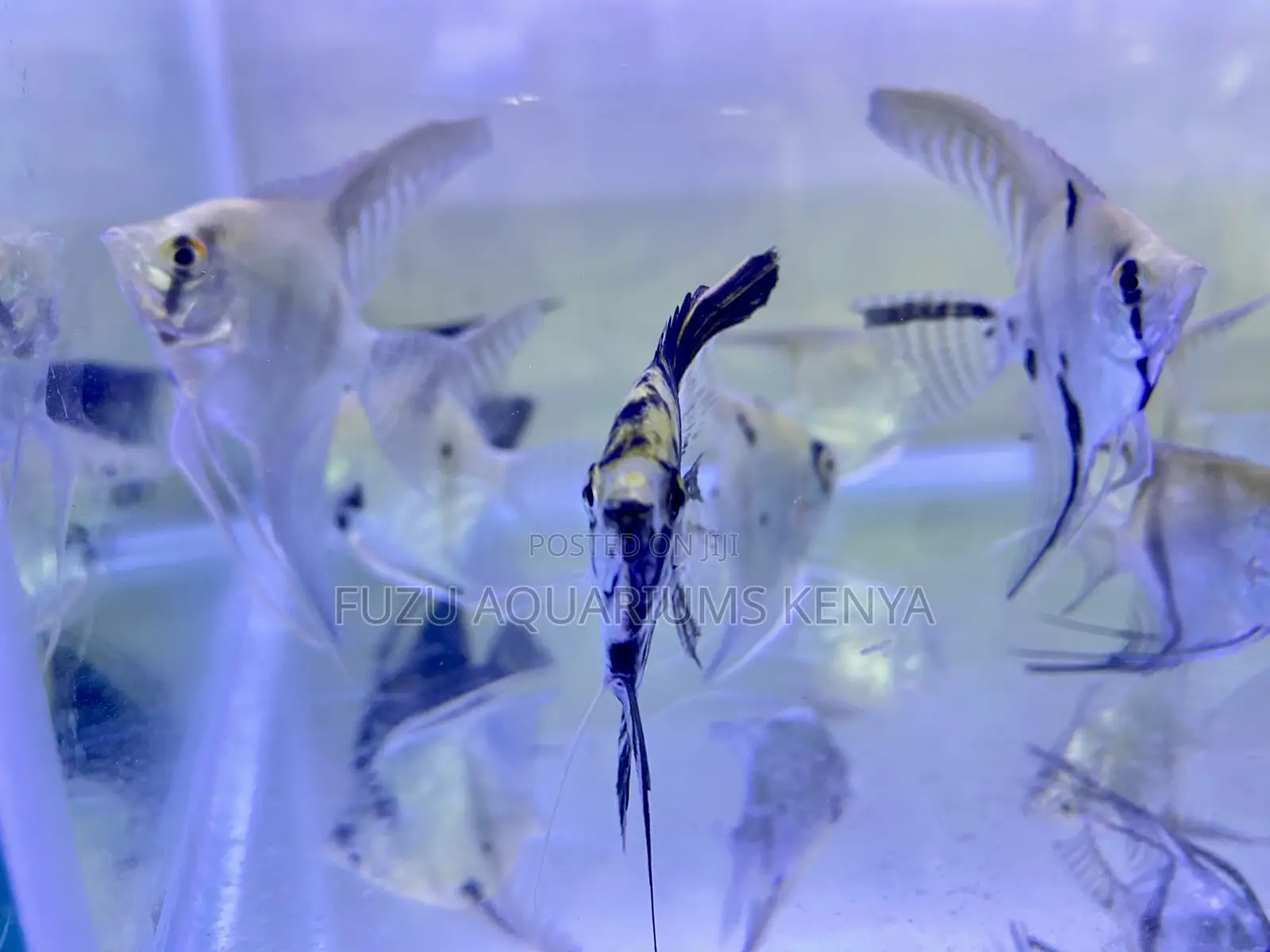 Stunning Freshwater Angelfish for Sale