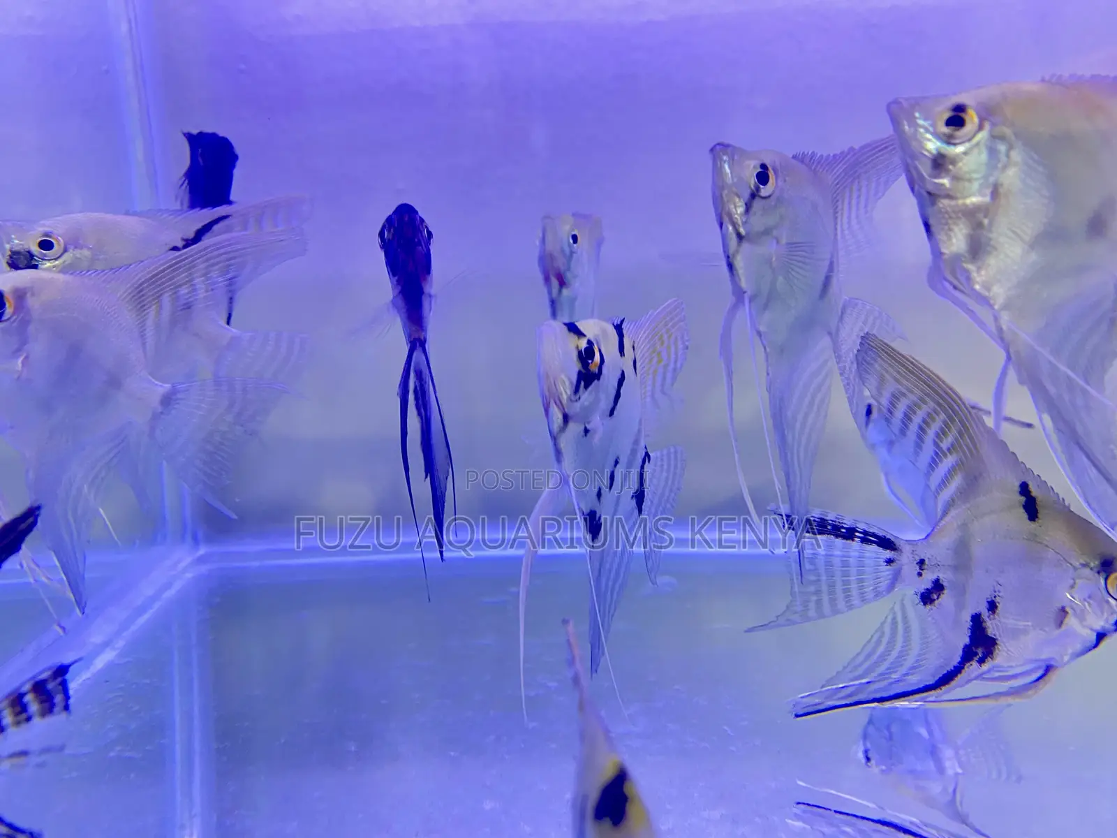 Healthy and Beautiful Angelfish Available