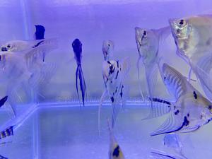Healthy and Beautiful Angelfish Available - thumbnail 2