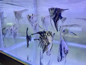Premium Angelfish – Graceful Swimmers
