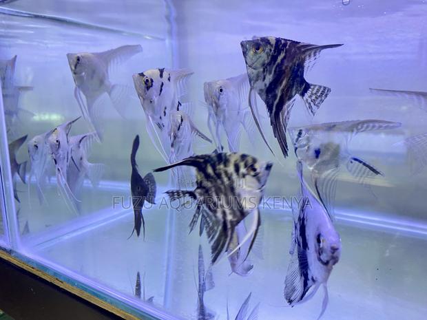 Premium Angelfish – Graceful Swimmers - main view