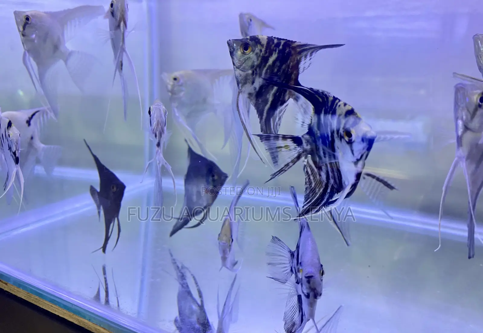 Angelfish Ready for Your Aquarium