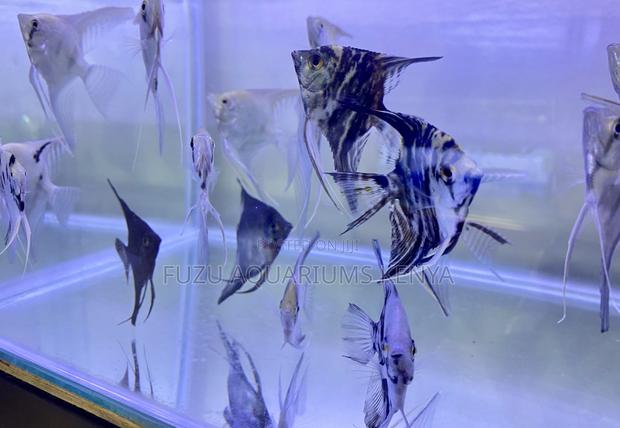 Angelfish Ready for Your Aquarium