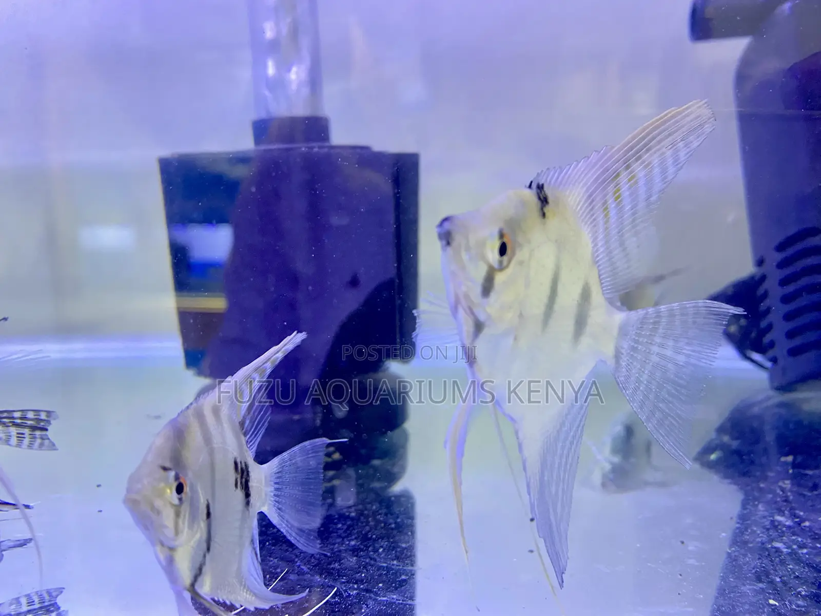 Eye-Catching Angelfish – Aquarium Stars