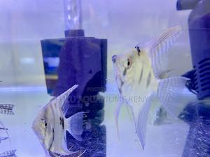 Eye-Catching Angelfish – Aquarium Stars - thumbnail 2