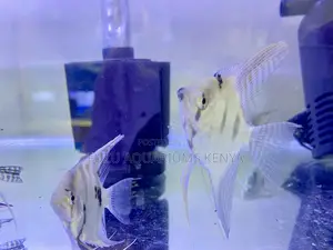Eye-Catching Angelfish – Aquarium Stars