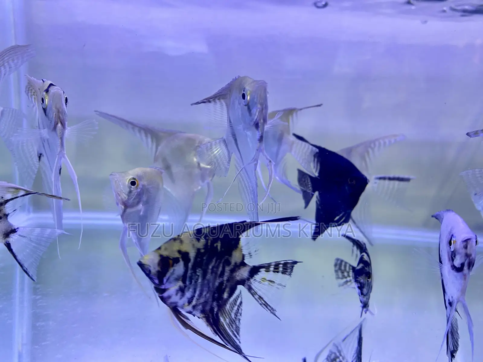 Elegant Silver and Black Angelfish
