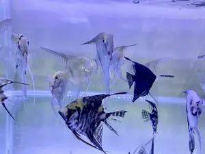 Elegant Silver and Black Angelfish