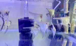 Vibrant Angelfish – Perfect Tank Mates - thumbnail 2