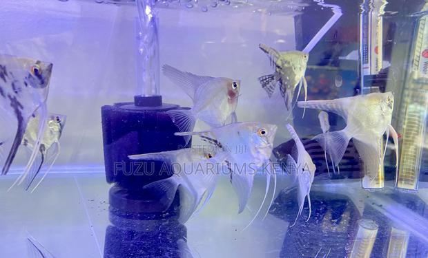 Vibrant Angelfish – Perfect Tank Mates - main view