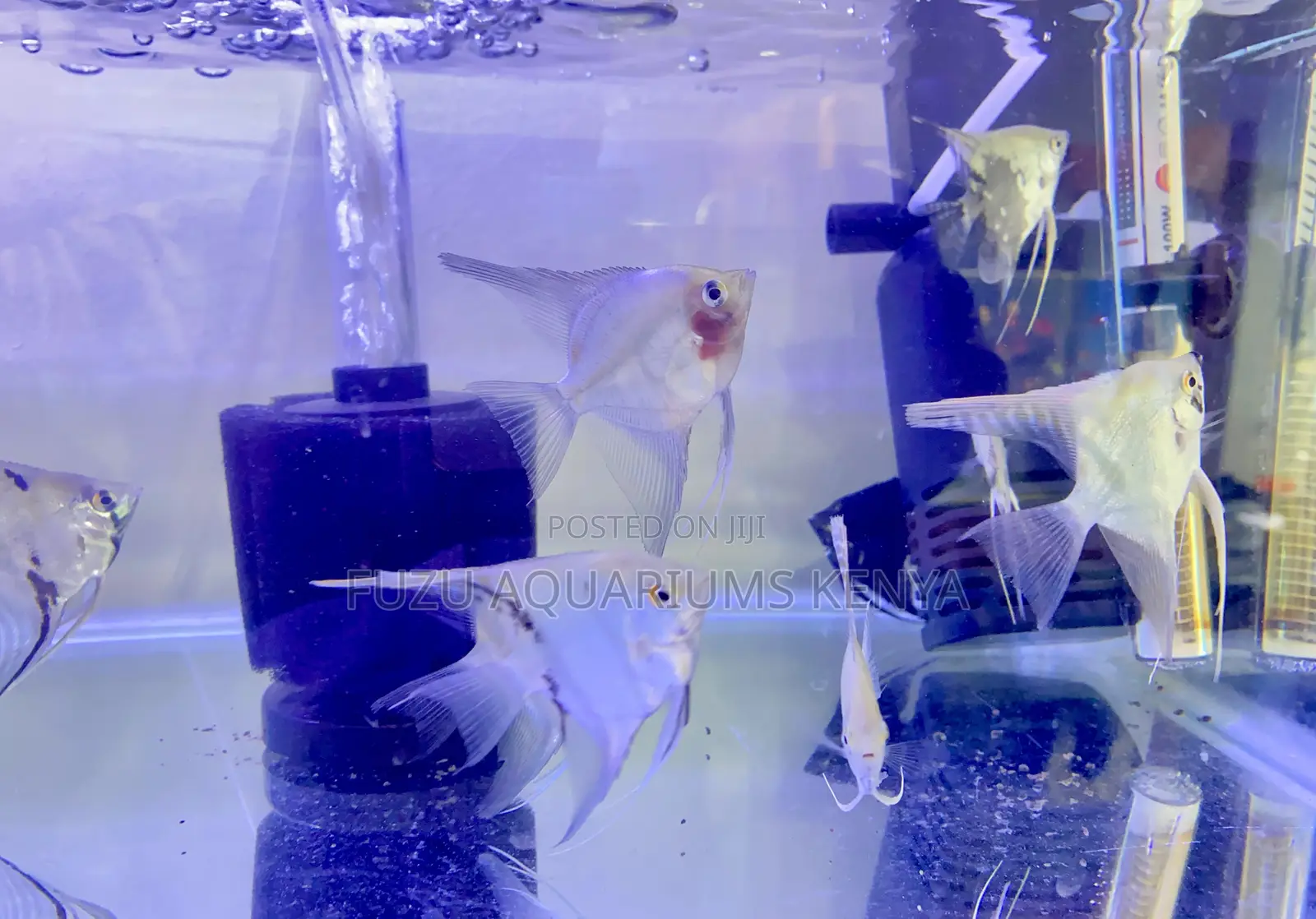 Affordable Angelfish for Aquarists