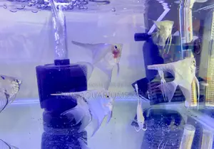 Affordable Angelfish for Aquarists
