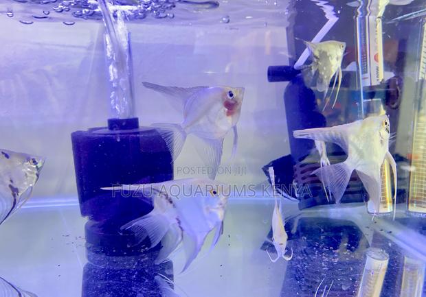 Affordable Angelfish for Aquarists - main view