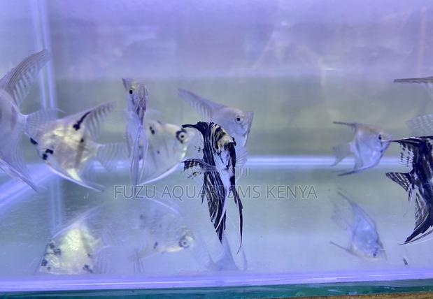 Graceful Angelfish – Peaceful Hardy - main view