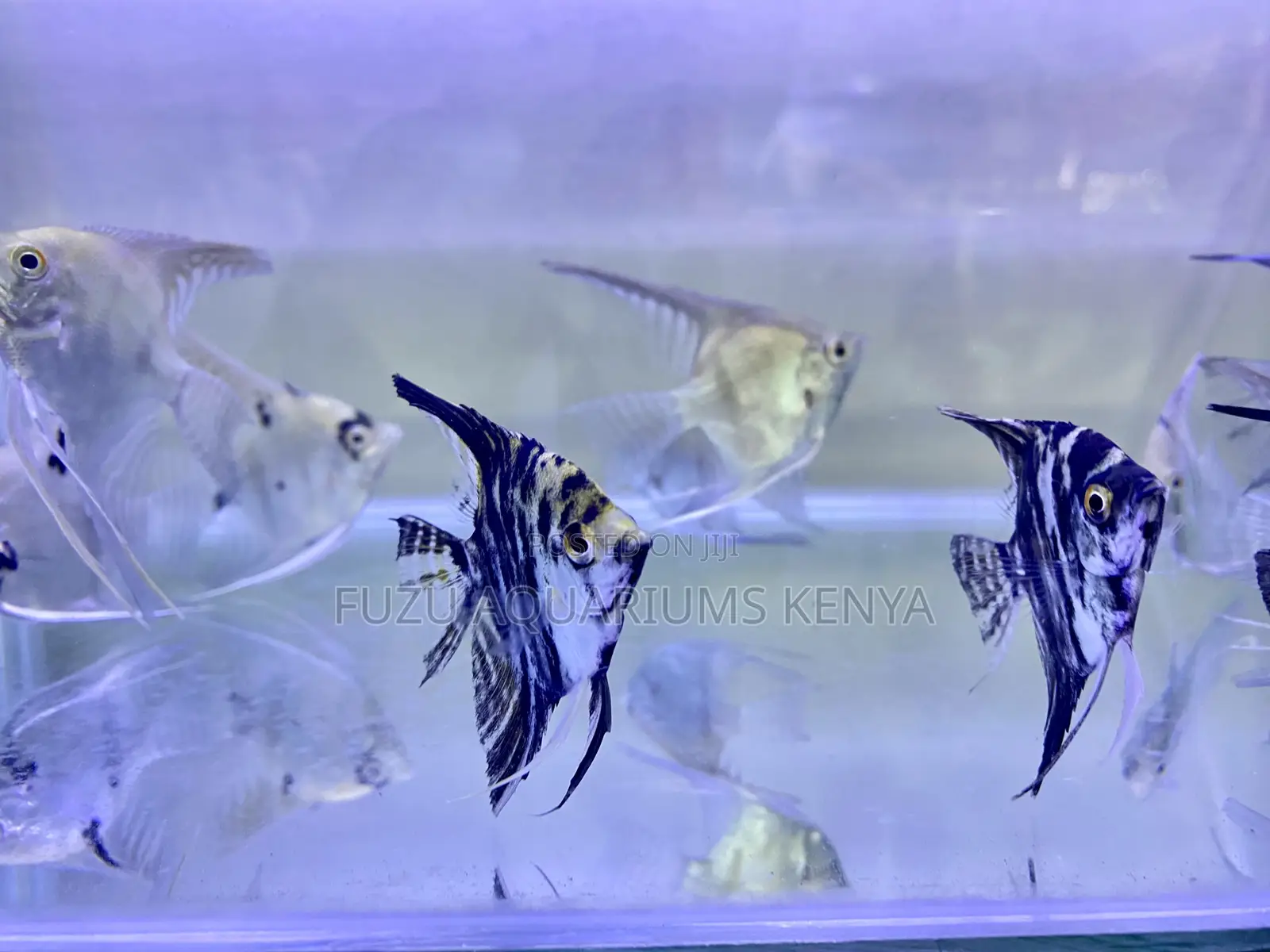 Black Angelfish – Peaceful Hardy