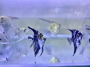 Black Angelfish – Peaceful Hardy