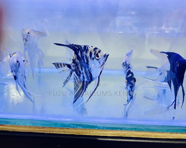 Rare Pattern Angelfish for Sale - main view