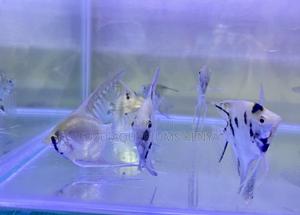 Long-Fin Angelfish – Captivating Motion - thumbnail 2