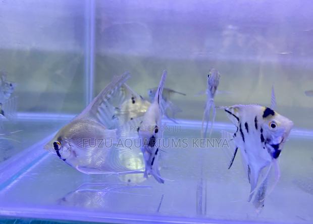 Long-Fin Angelfish – Captivating Motion - main view