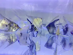 Hardy Angelfish for Beginners Pros