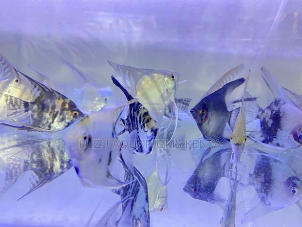 Hardy Angelfish for Beginners Pros - main view