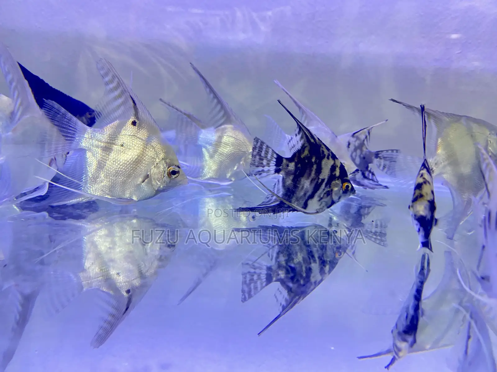 Aquarium Angelfish – Easy to Maintain