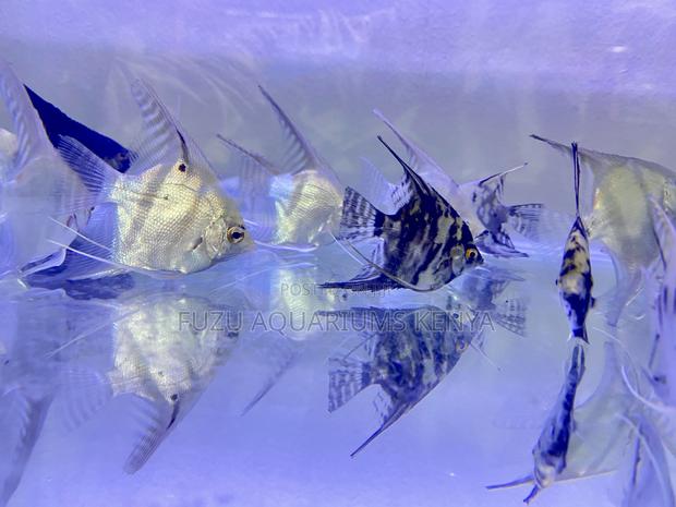 Aquarium Angelfish – Easy to Maintain - main view
