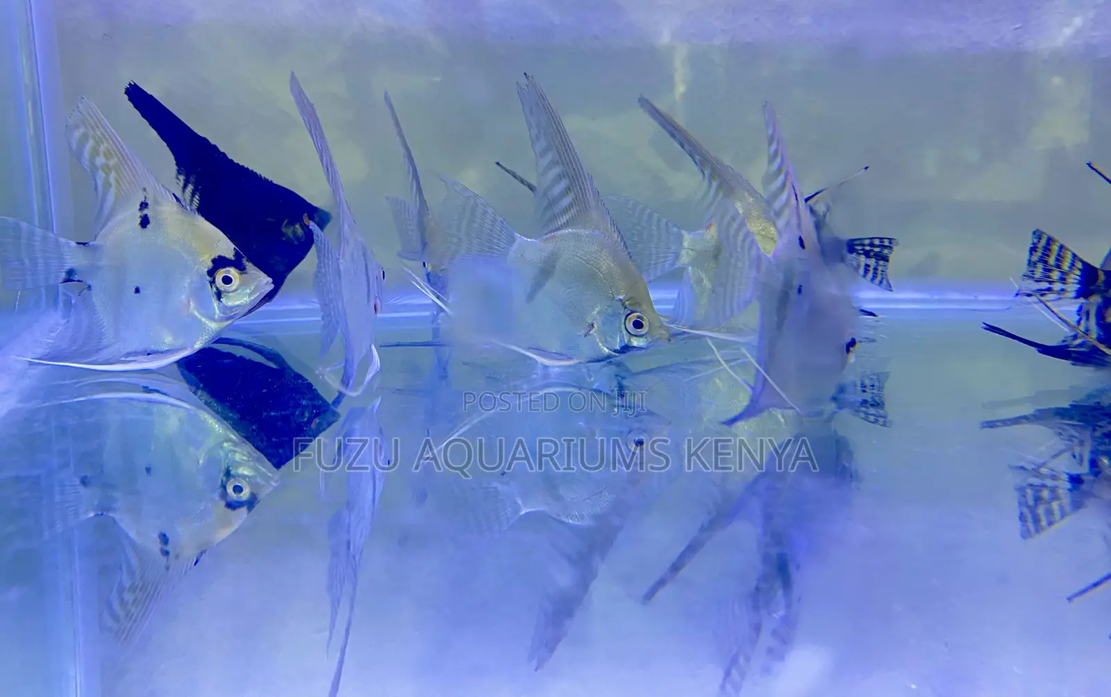 Striking Black Silver Angelfish