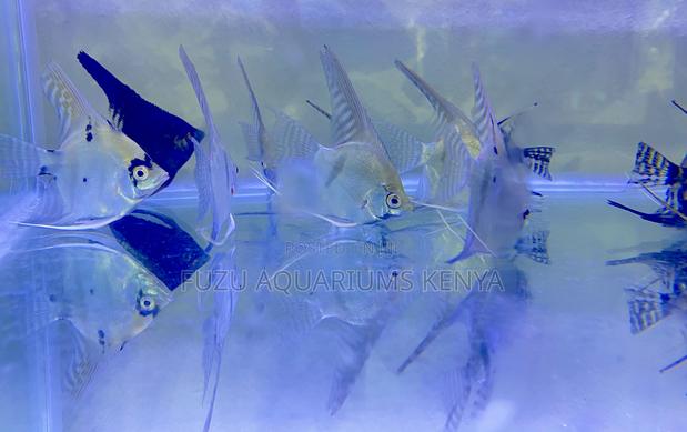 Striking Black Silver Angelfish - main view