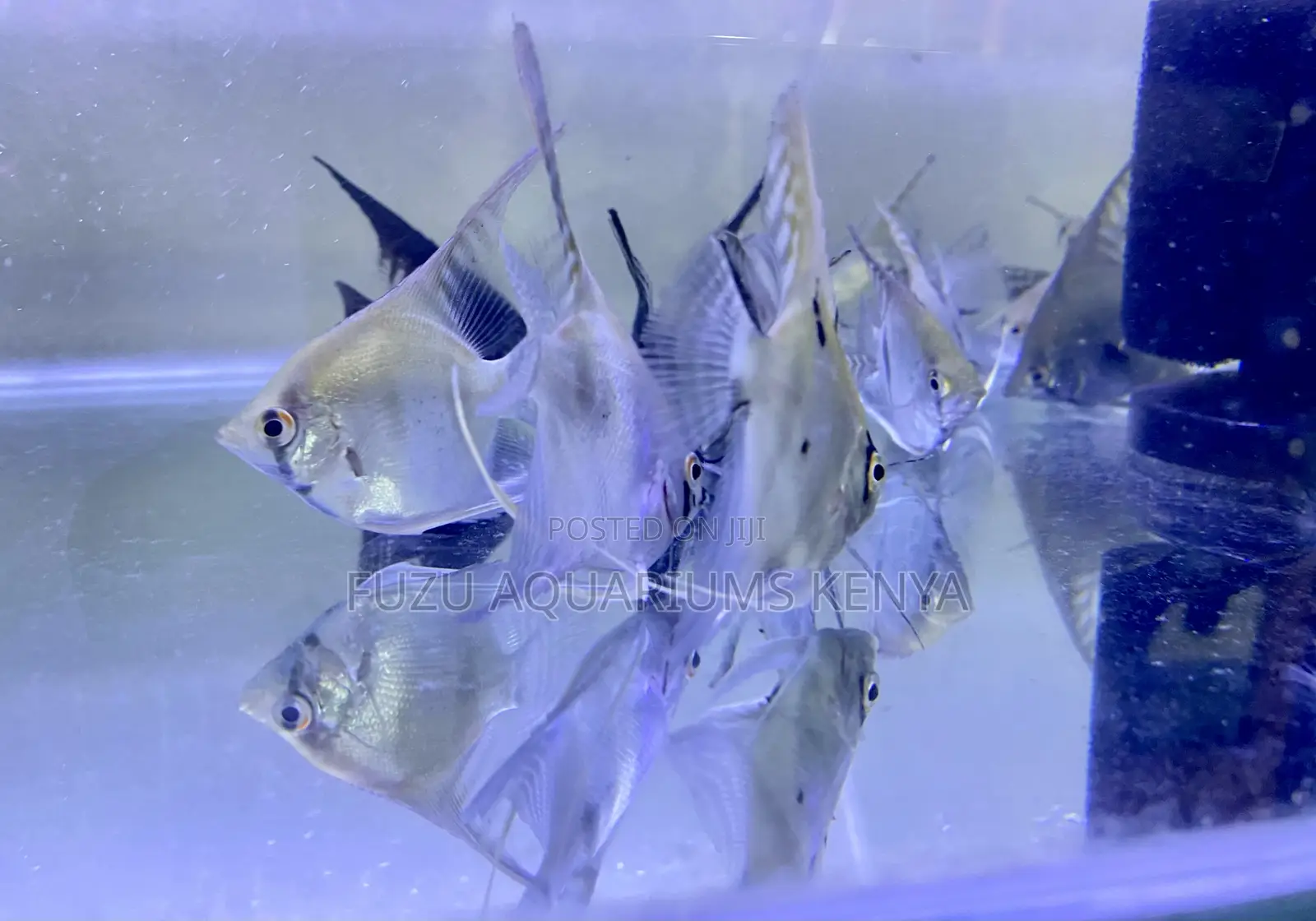 Community-Friendly Angelfish