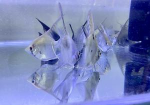 Community-Friendly Angelfish - thumbnail 2