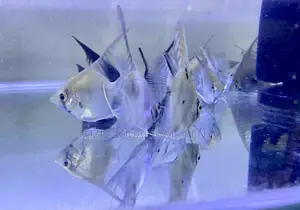 Community-Friendly Angelfish