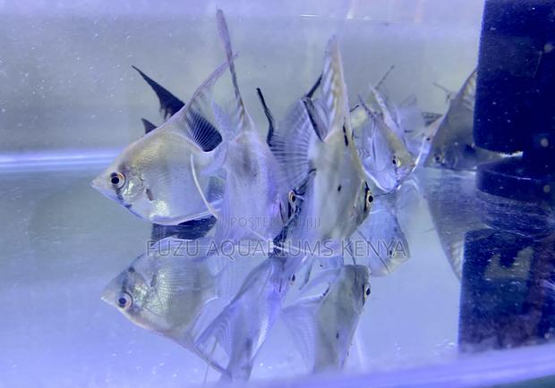 Community-Friendly Angelfish - main view