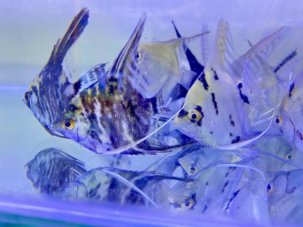 Beautiful Striped Angelfish Available - main view