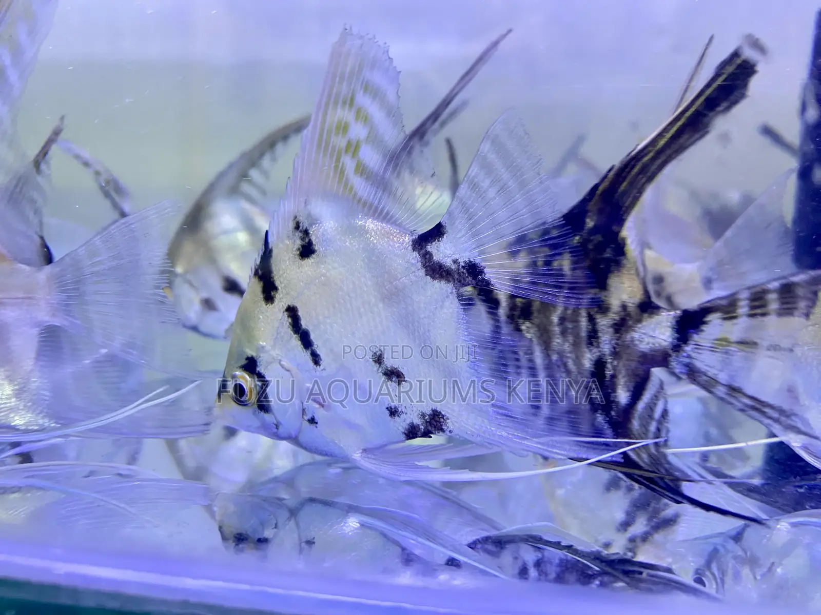 Stunning Angelfish – Ready to Thrive