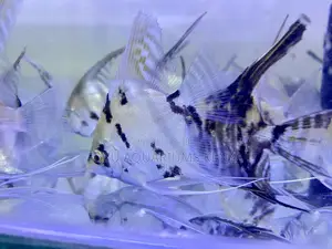 Stunning Angelfish – Ready to Thrive